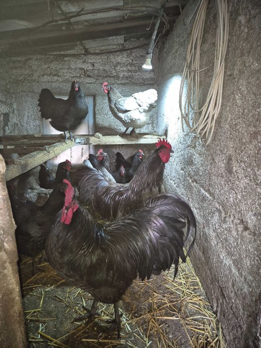 Vând ouă pentru incubat din rasa Australorp