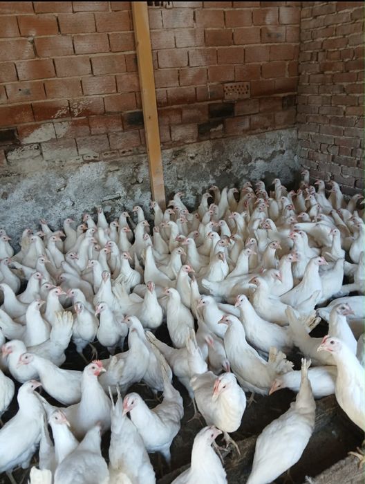 Свободни ярки бял легхорн и ломан браун