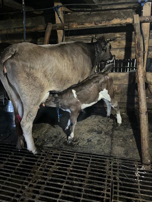 Bruna de Maramures cu vitel
