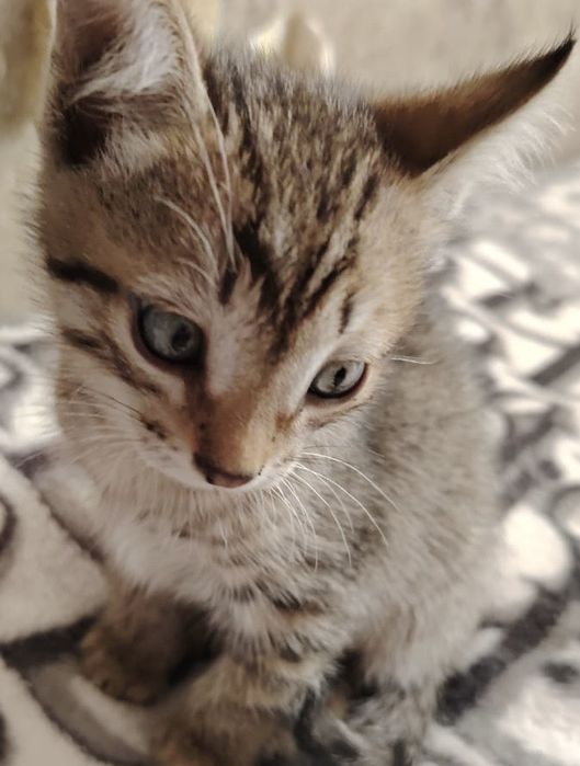 Отдаем котят в добрые руки