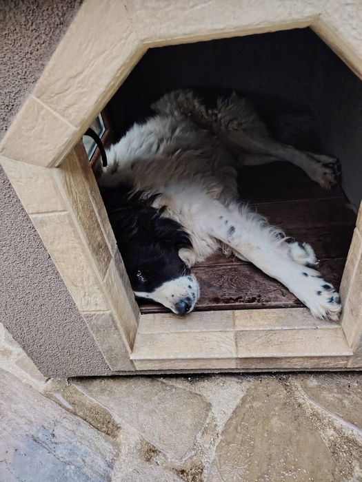 Луксозна кучешка колиба – комфорт и стил за вашия любимец!