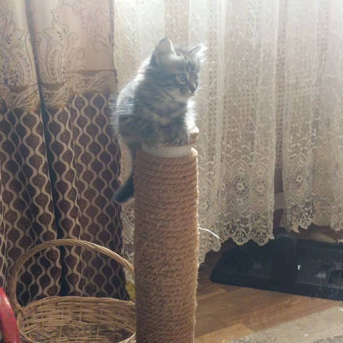 Котёнка в хорошие руки