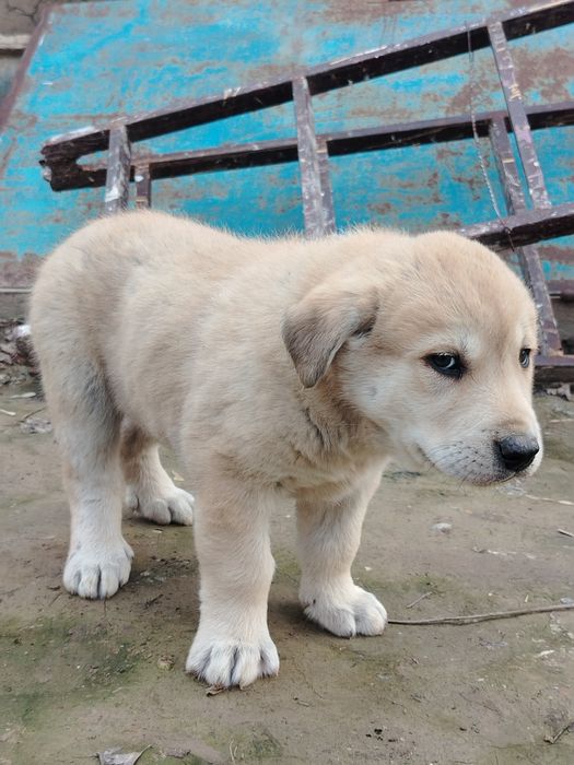 Осы дау ұрғашы ит сатылады?