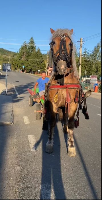 Vand armasar de 2 ani si 9 luni