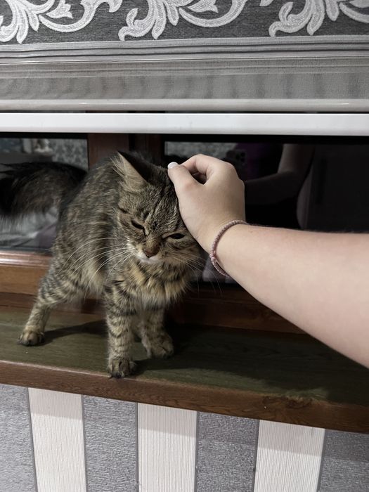 Котенок девочка - Симка!