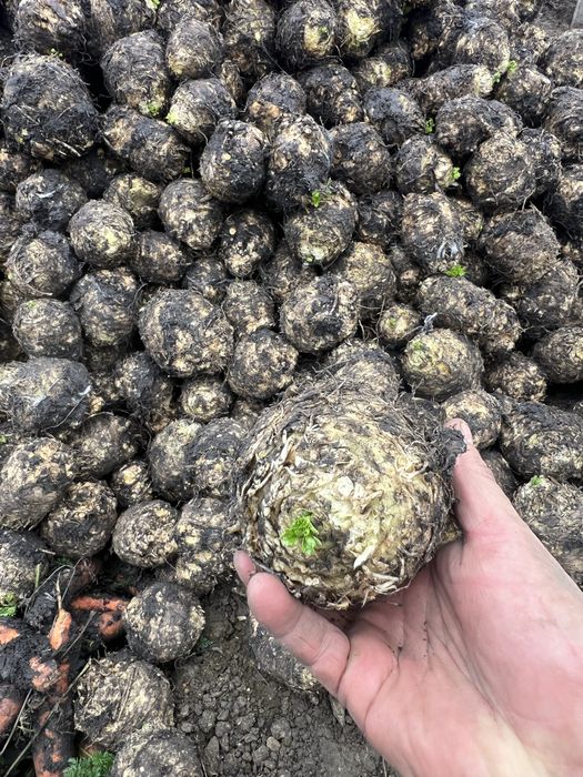 Telina print de vanzare