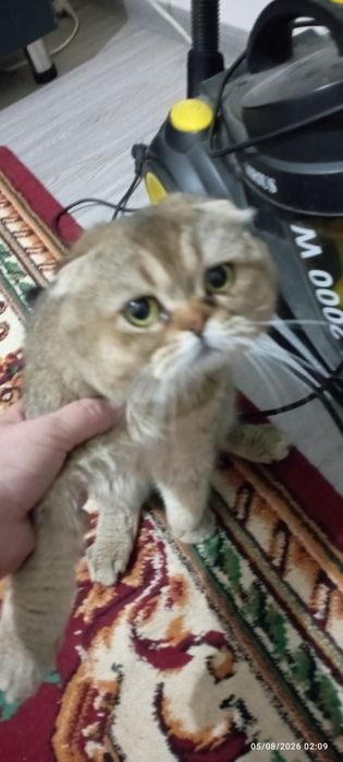 Mushuk zotdor erkak