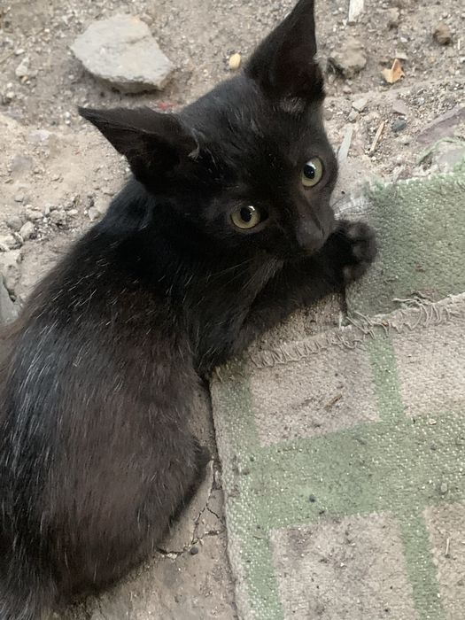 Отдам котят в хорошие руки