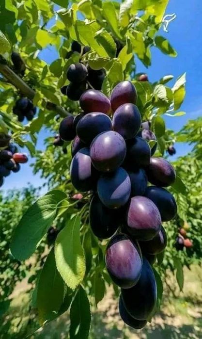 Pomi Fructiferi Columnari (Soiuri De Prun )