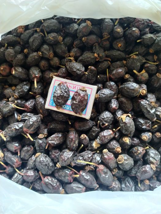 Шиповник горный, "шоколад"