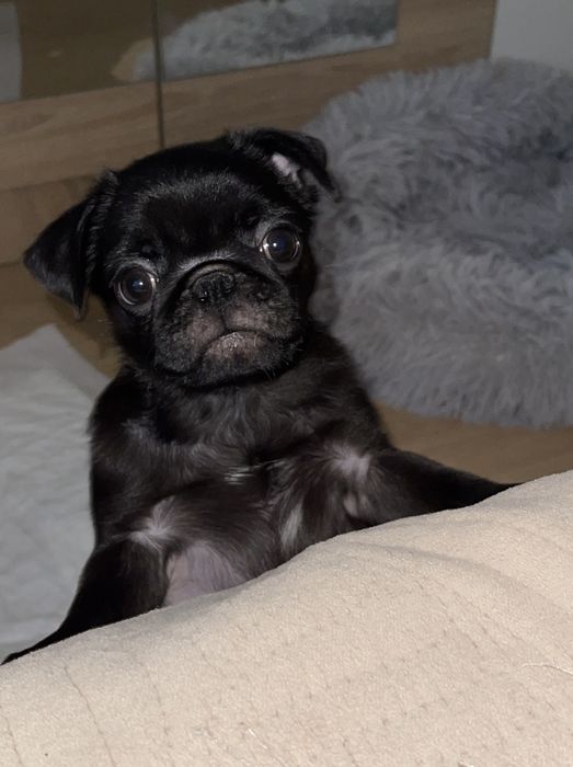 Продам щенка мопса