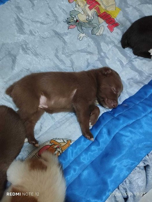 продам очаровательных малышей