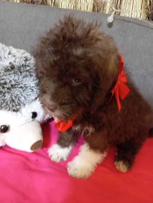 Лагото романьоло