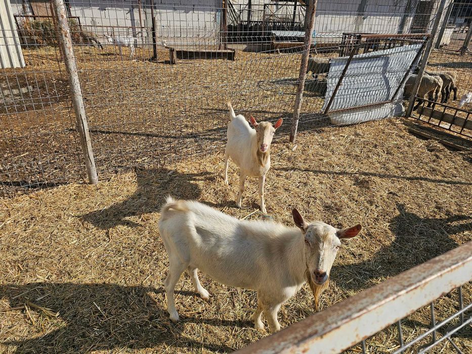 Vand tapi ciuti cu pedigree