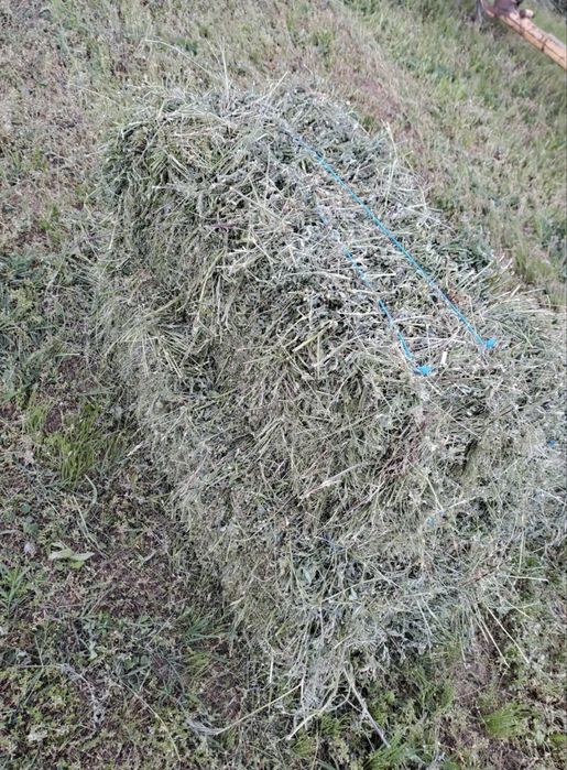 Vând  baloți de lucernă