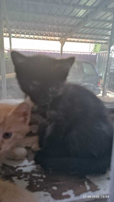 Отдам котят бесплатно