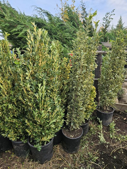 Catalpa  globulara plante