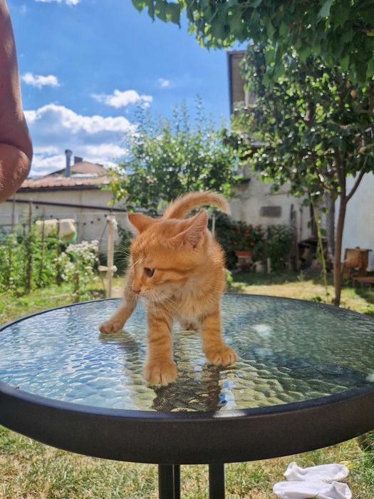 Малко рижо котенце си търси дом