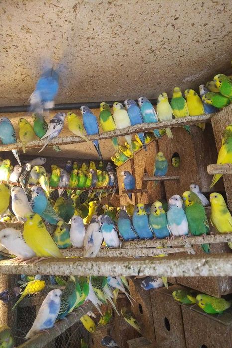 вълнисти папагали и корели