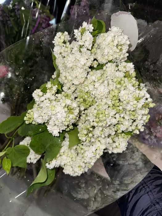 Сирень - новая поставка