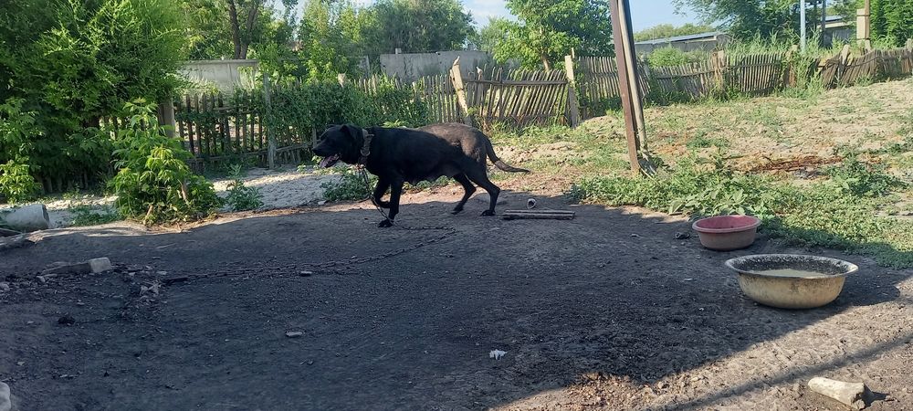 Щенки бесплатно.