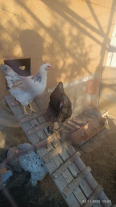 Продам куры брама семейка