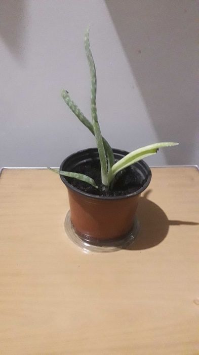 Продам алоэ вера