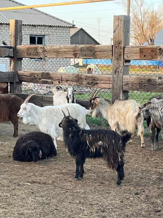 Ешкі лақтарымен сатылады