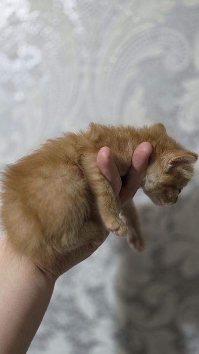 Девочка  в добрые руки