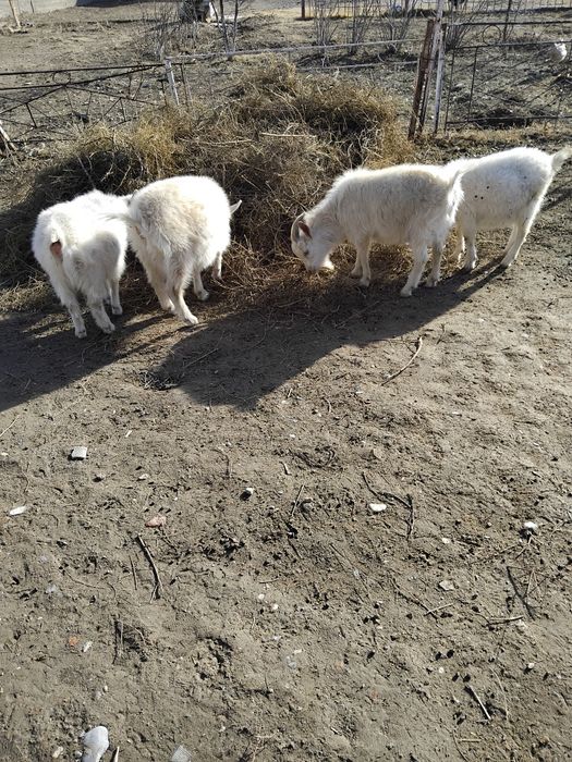 Ешкі сатылады туркестан