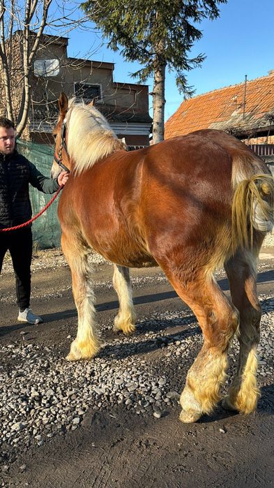 Manz armasar 1 an jumate adus din franta