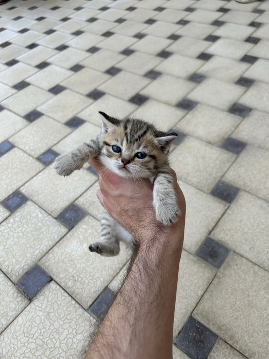 Продаются котята