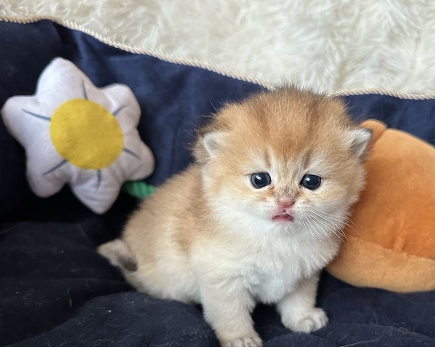 Златни британски чинчили