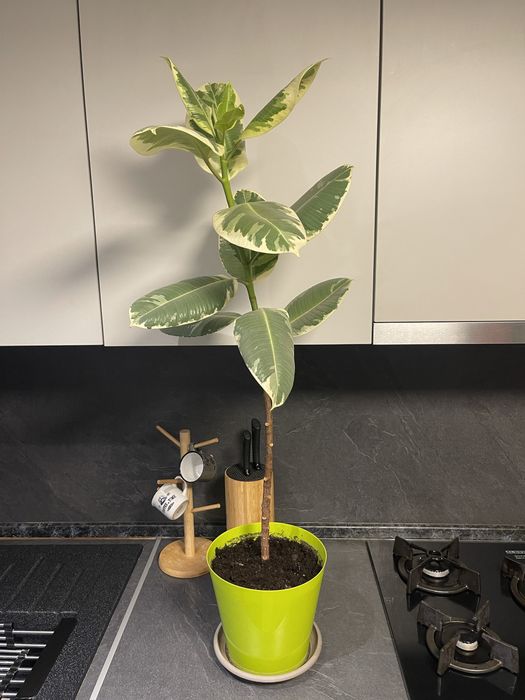 Домашние цветы