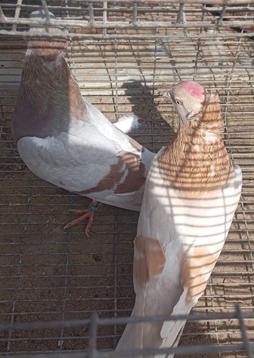 Летно игровые голуби