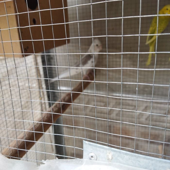 Nar karella sotiladi tayyor yiri qush