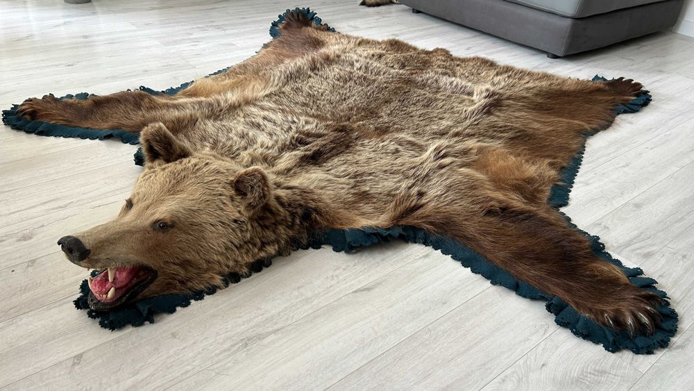 Trofeu covor blana urs