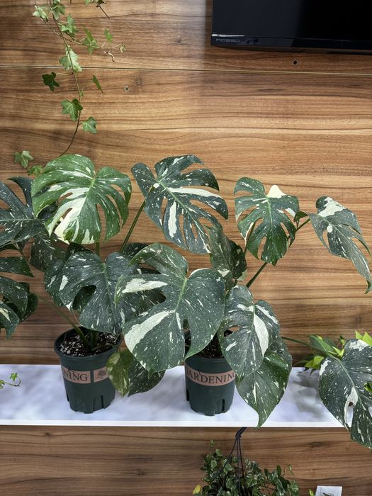 Монстера альба цветок в горшке