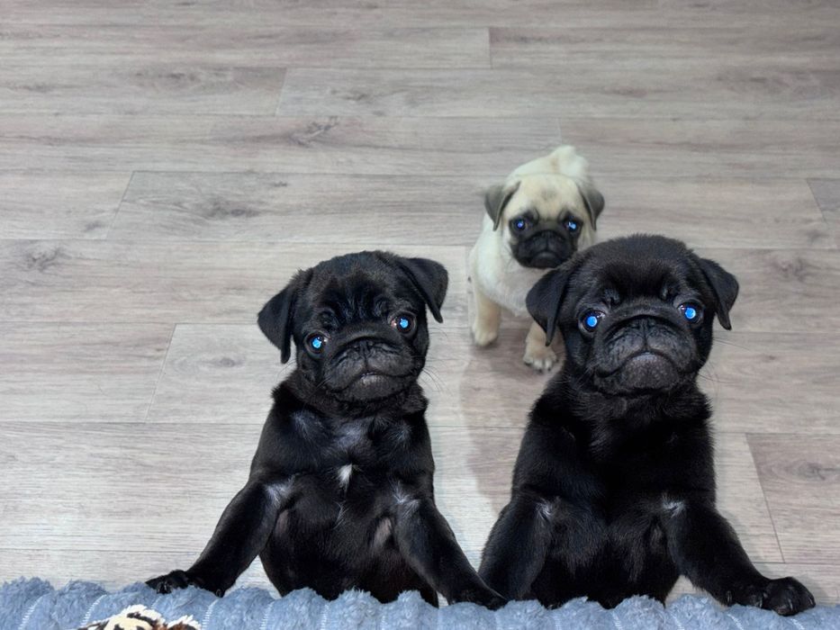 Очаровательные щенки мопса.