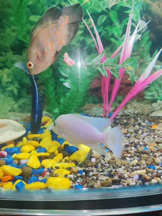 Afrika hichnik baliklari kelishilgan,narxda arzon sotiladi