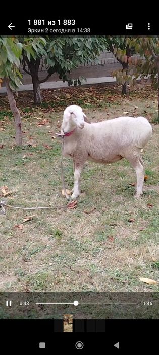 Продам Элитные бараны разных пород