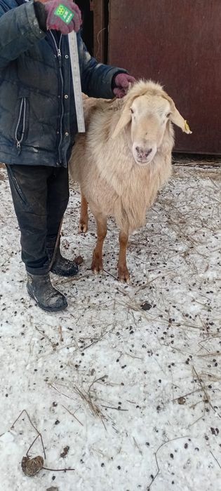 Продам кошкаров производителей