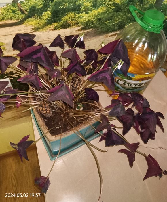 Продаётся комнатный цветок