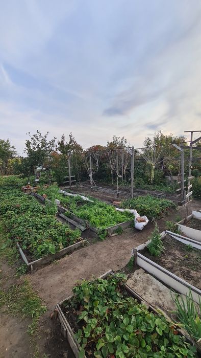 17 дачи, 3 общество