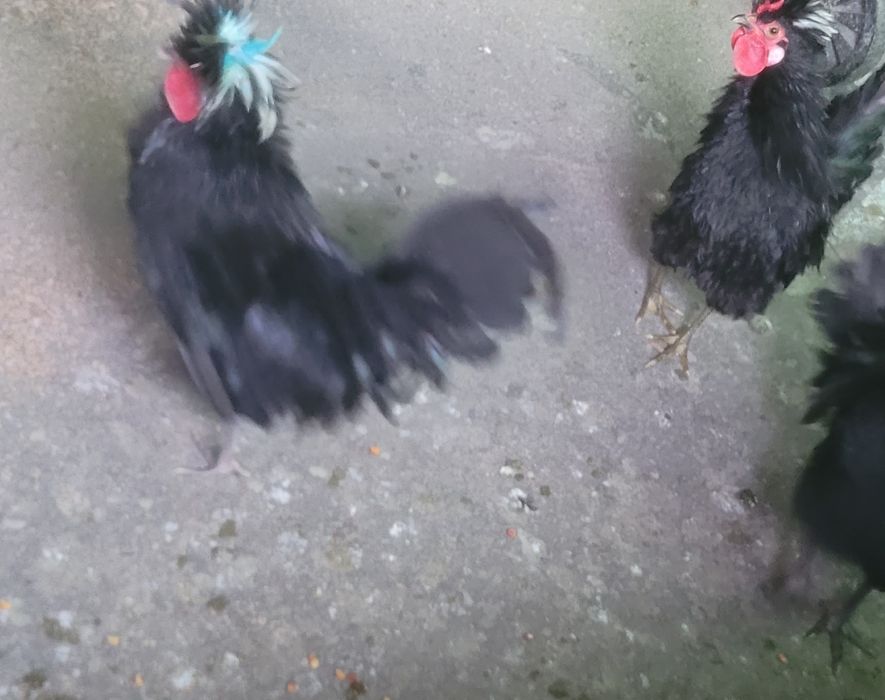 Cocosei frizati  2025