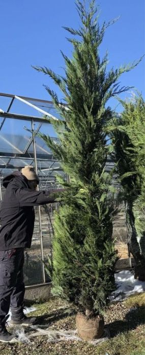 Chiparos leylandii pana la 5 metri crescuti in ghiveci ofer garantie