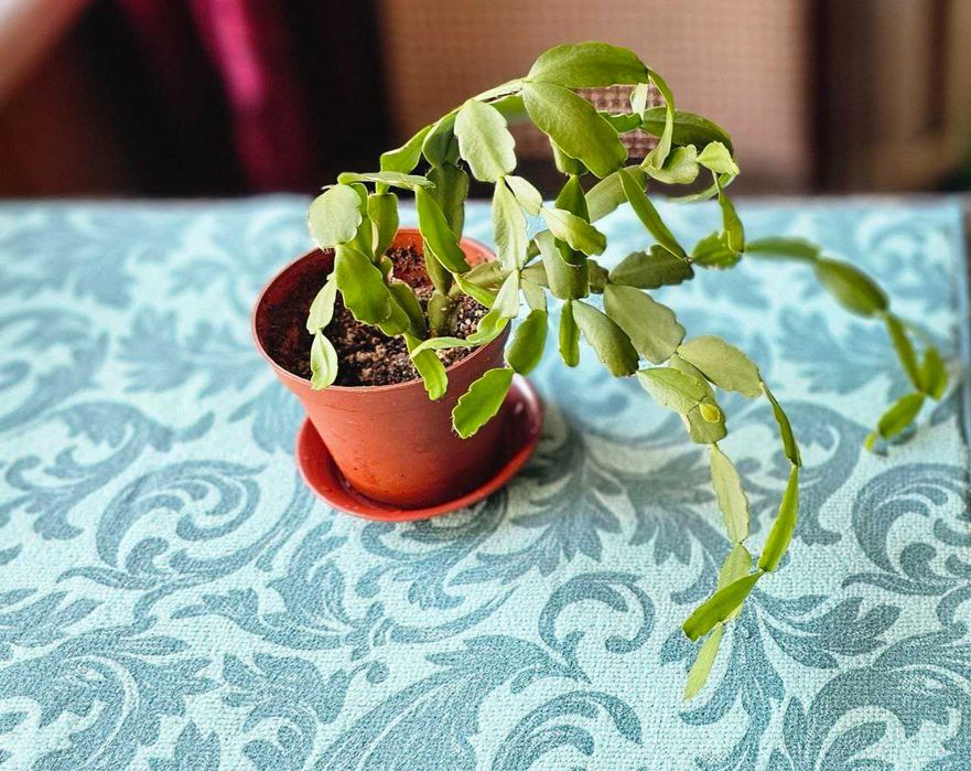 Декабрист, Рождественник, кактус Шлюмбергера.