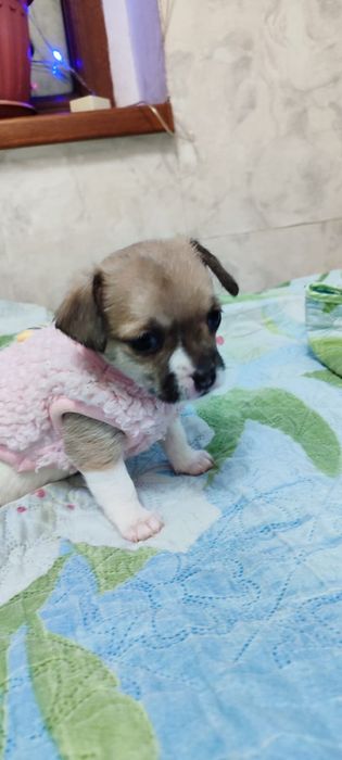 Продам щенка чихуахуа