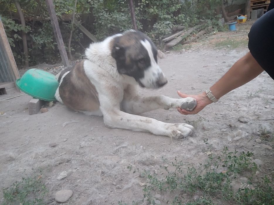 Продается Алабай