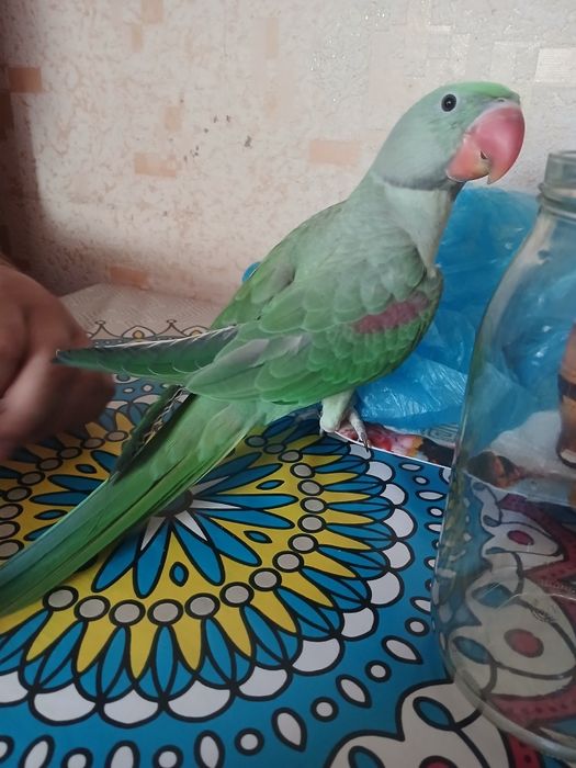 Александрский папугай